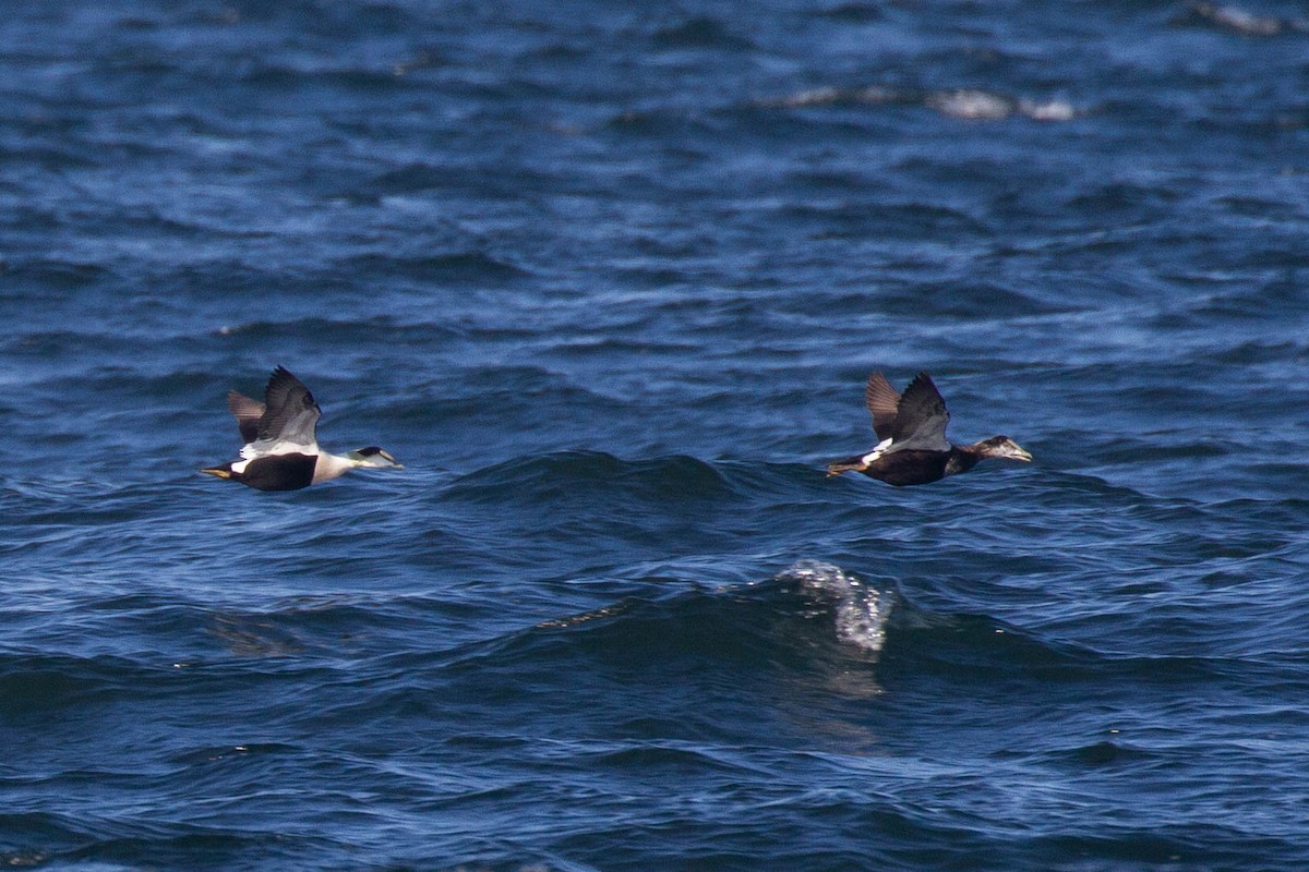 Common Eider (Dresser's) - ML643256008