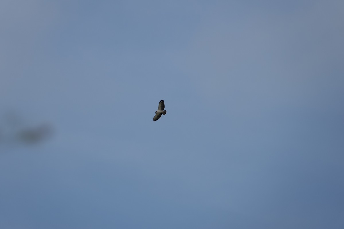 Short-tailed Hawk - ML643256013