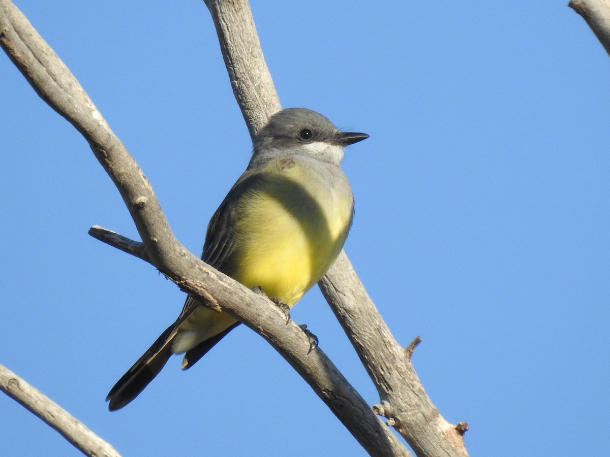 Cassin's Kingbird - ML643256018