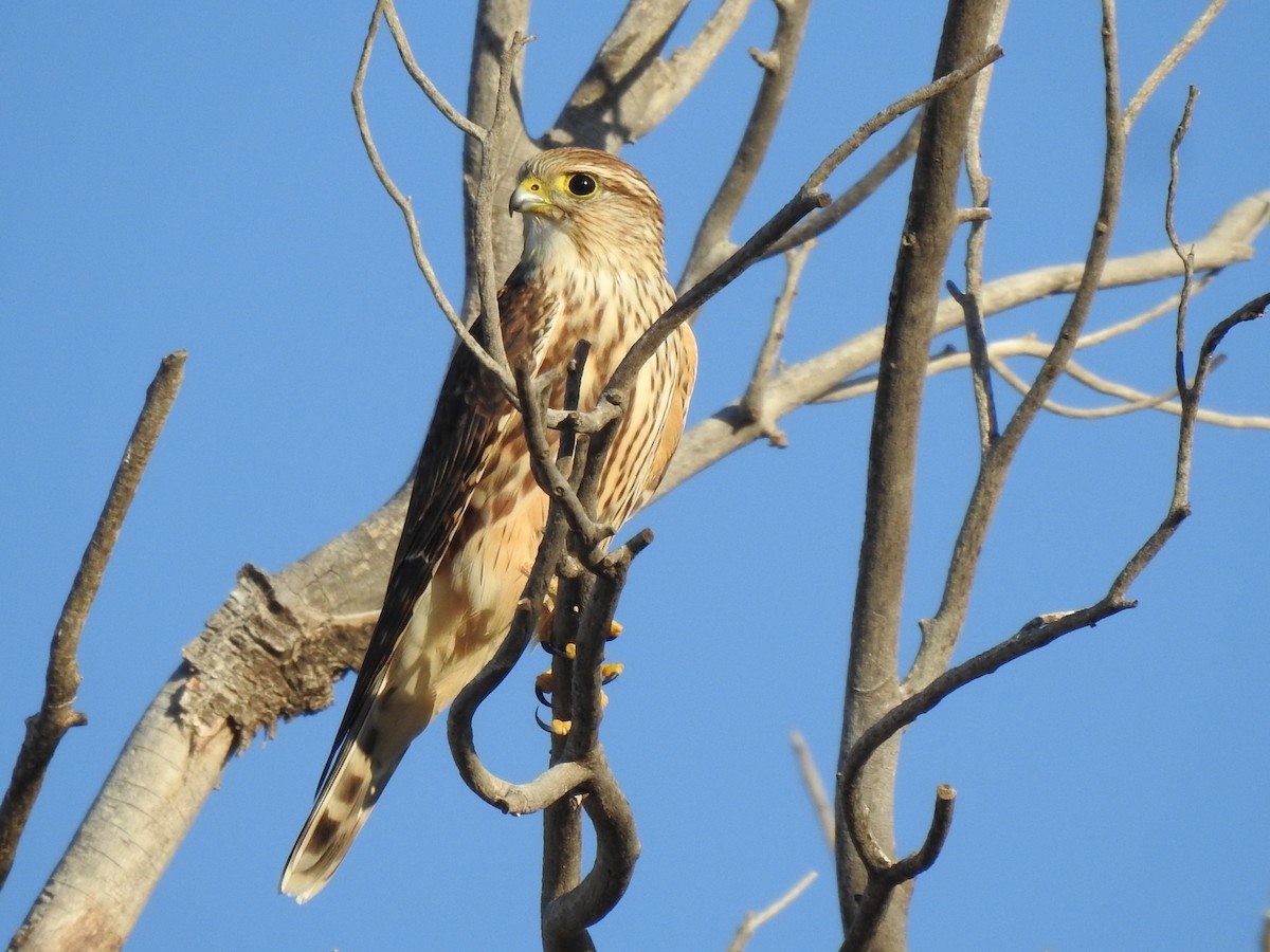 Merlin (Prairie) - ML643256025