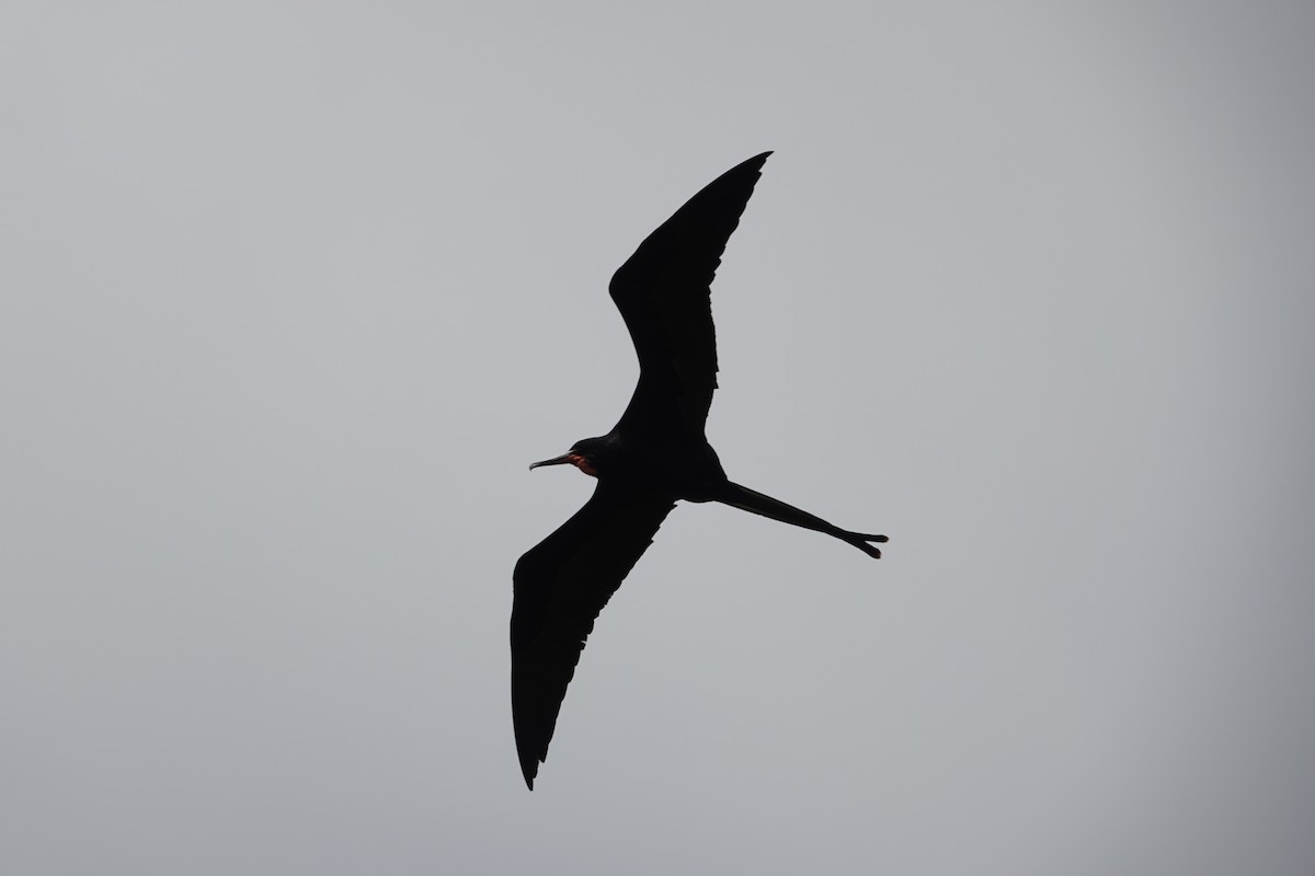 Magnificent Frigatebird - ML643256031