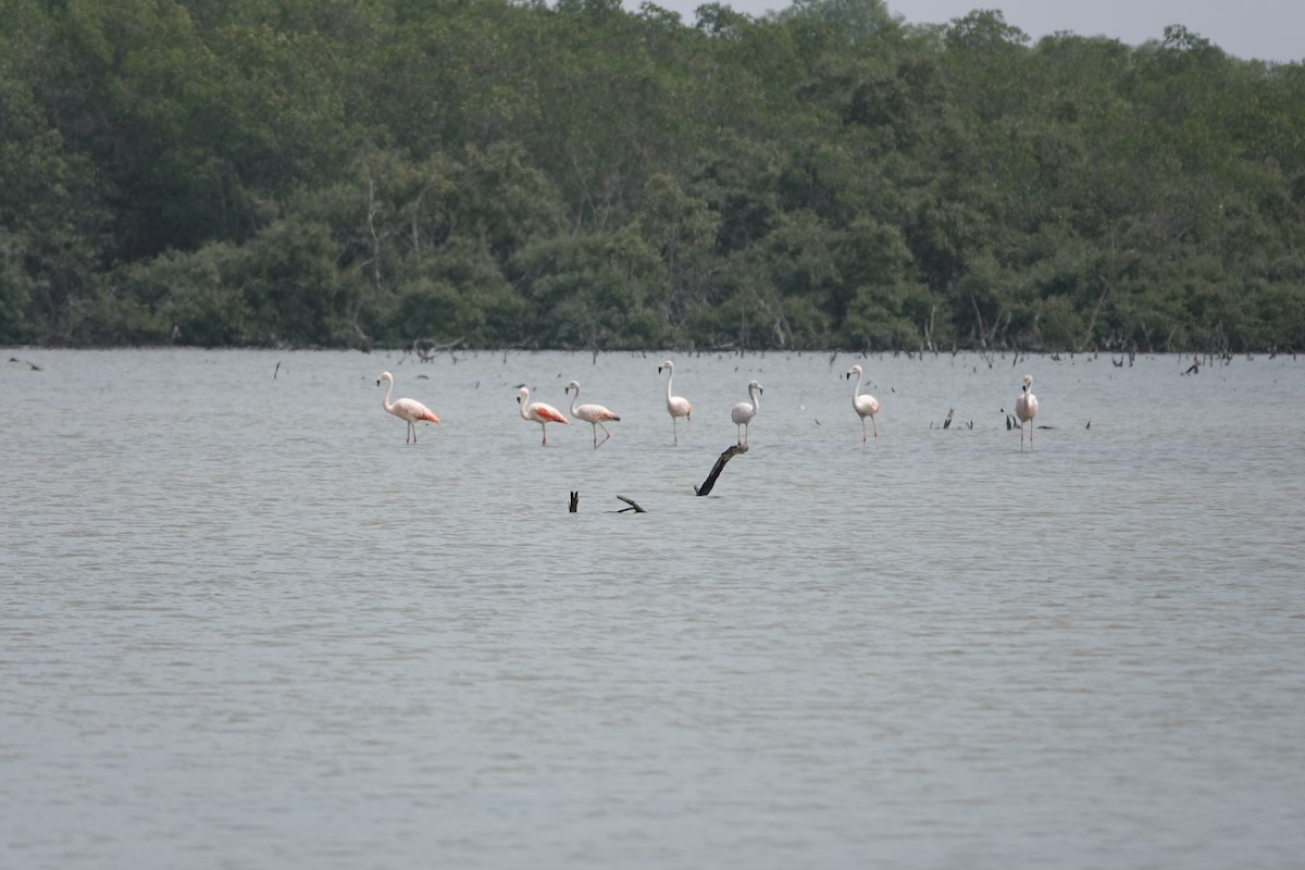 Chilean Flamingo - ML643256049