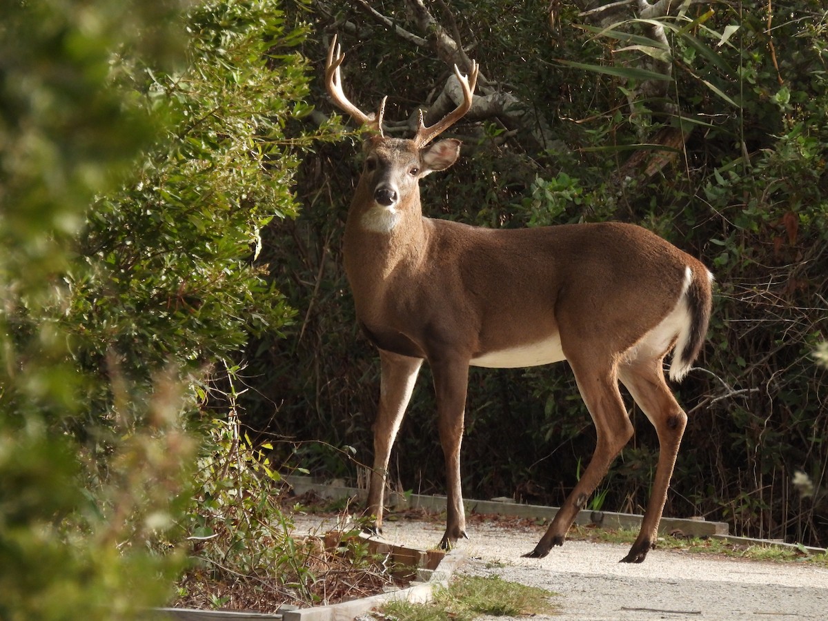 Animals - ML643256056