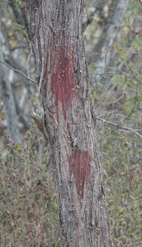 Streak-headed Woodcreeper - ML643256083