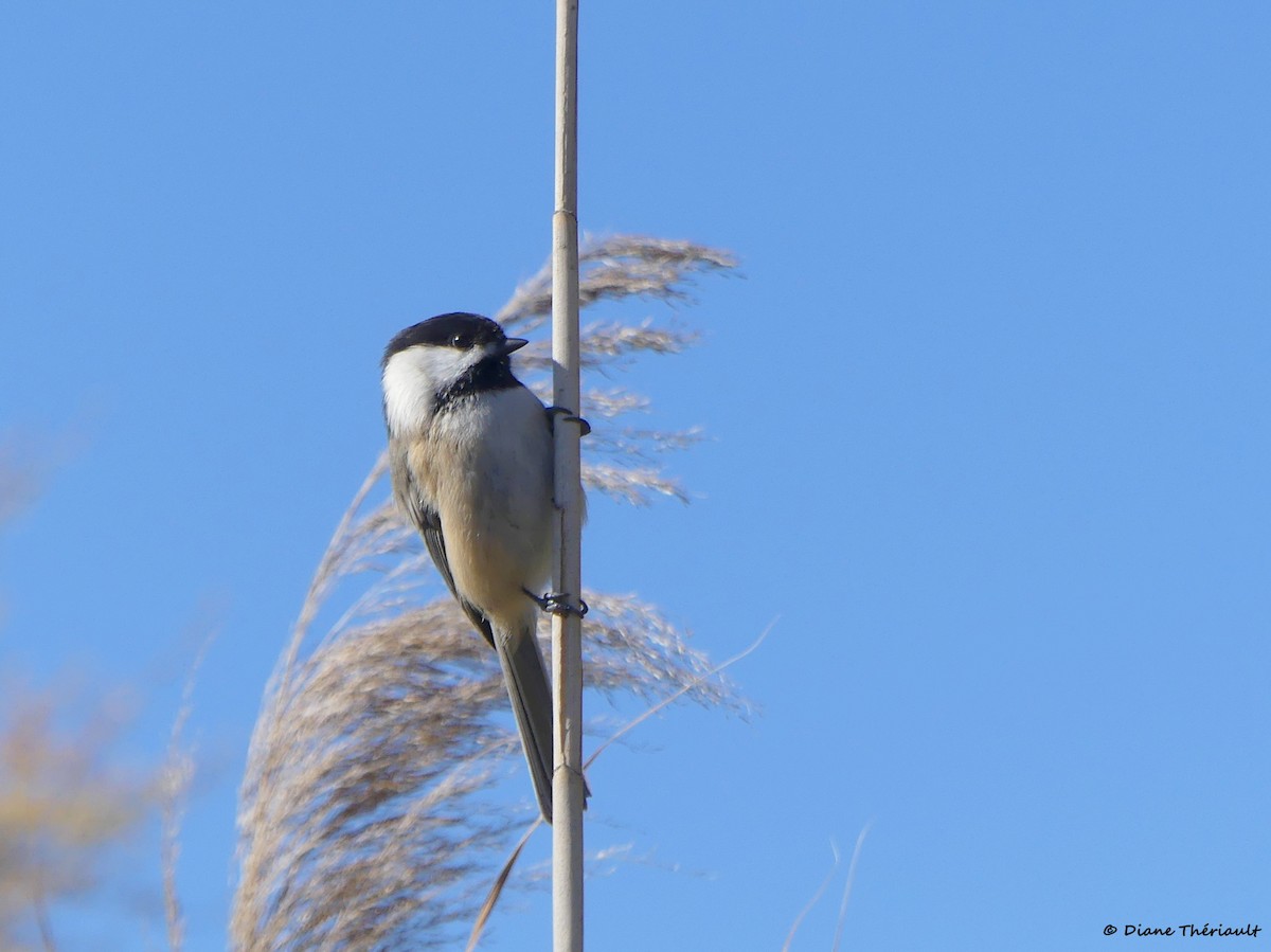 Black-capped Chickadee - ML643256097