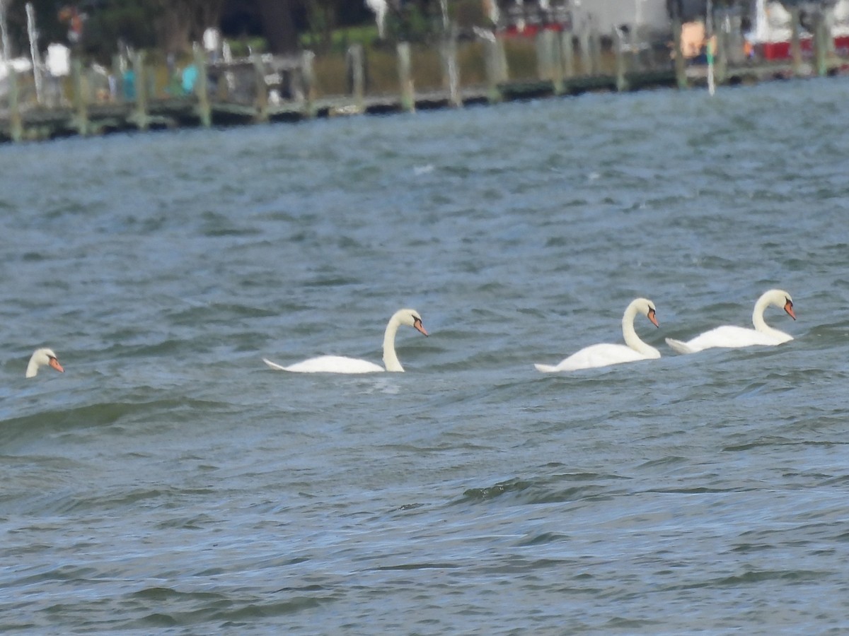 Mute Swan - ML643256098