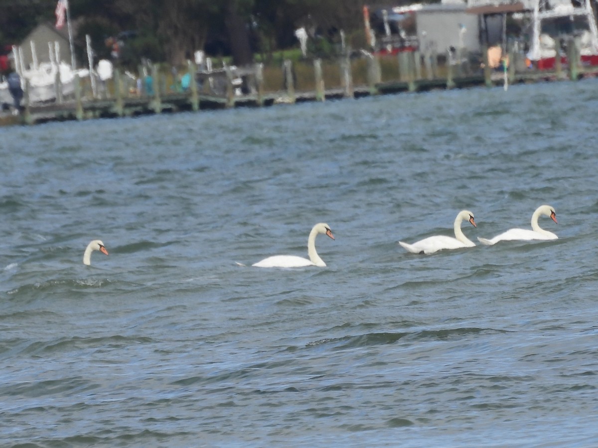 Mute Swan - ML643256099