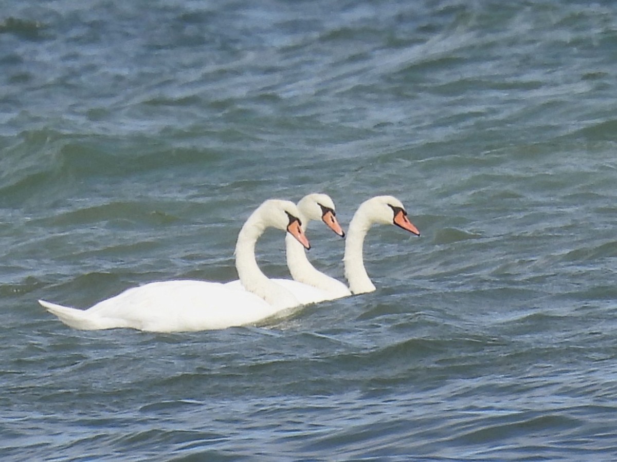 Mute Swan - ML643256100