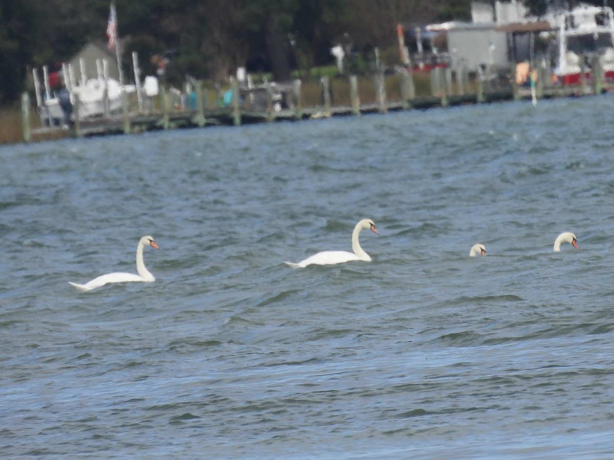 Mute Swan - ML643256102