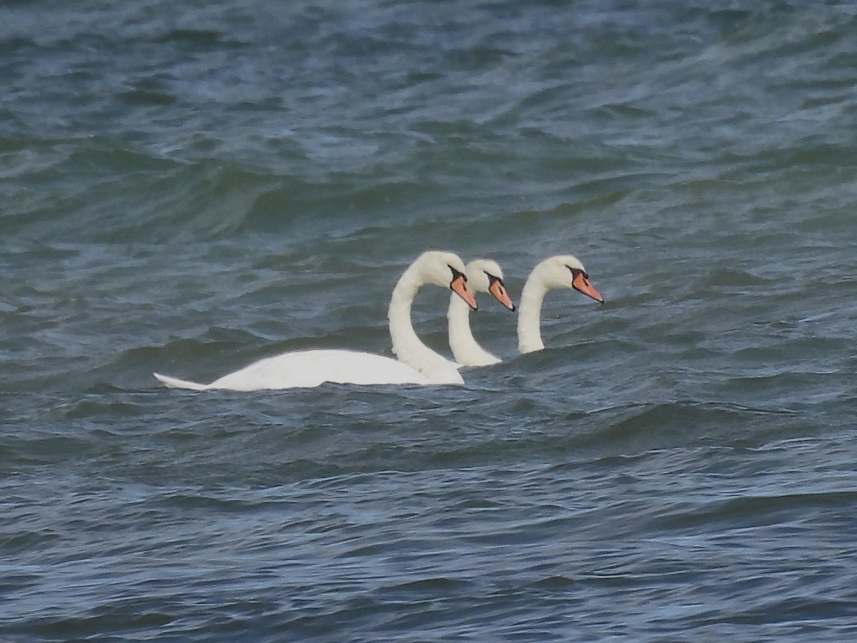 Mute Swan - ML643256103