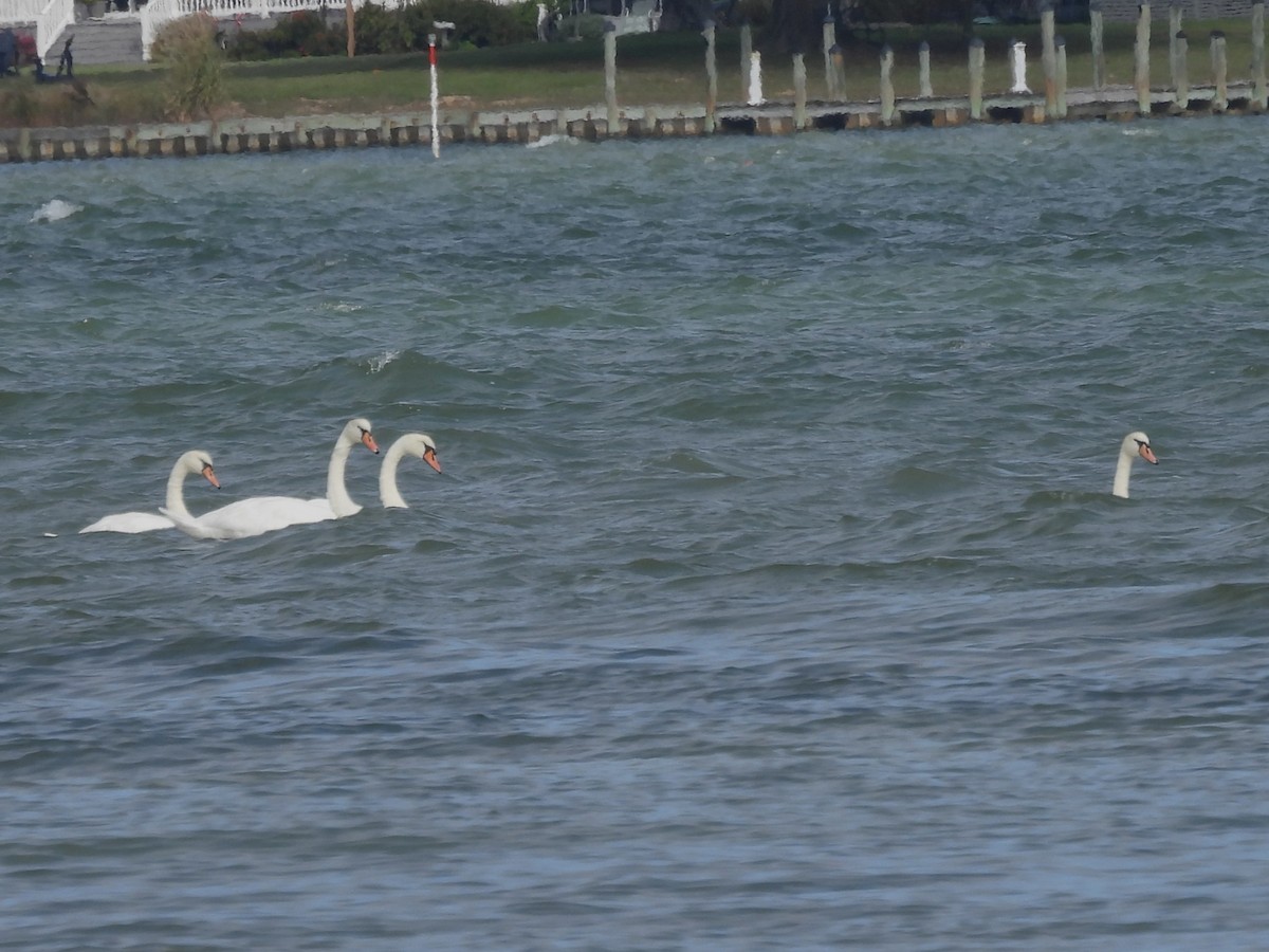 Mute Swan - ML643256104