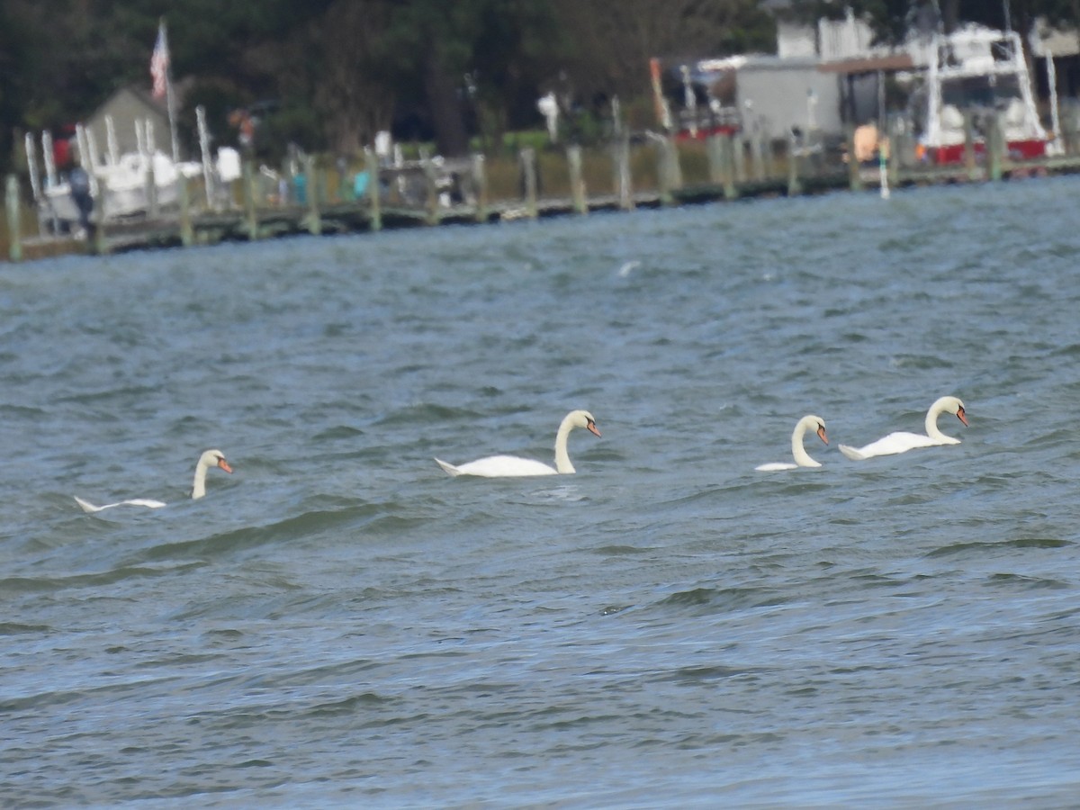 Mute Swan - ML643256105