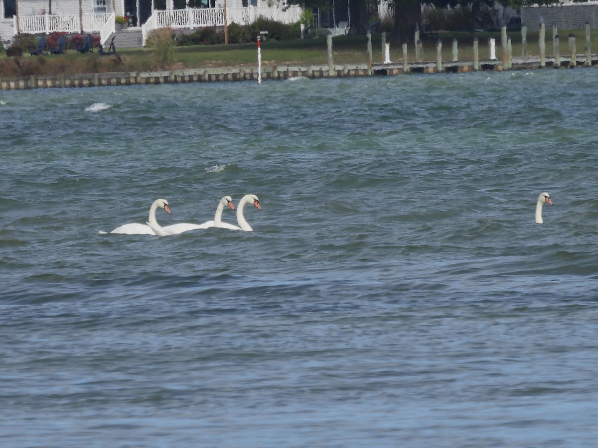 Mute Swan - ML643256106