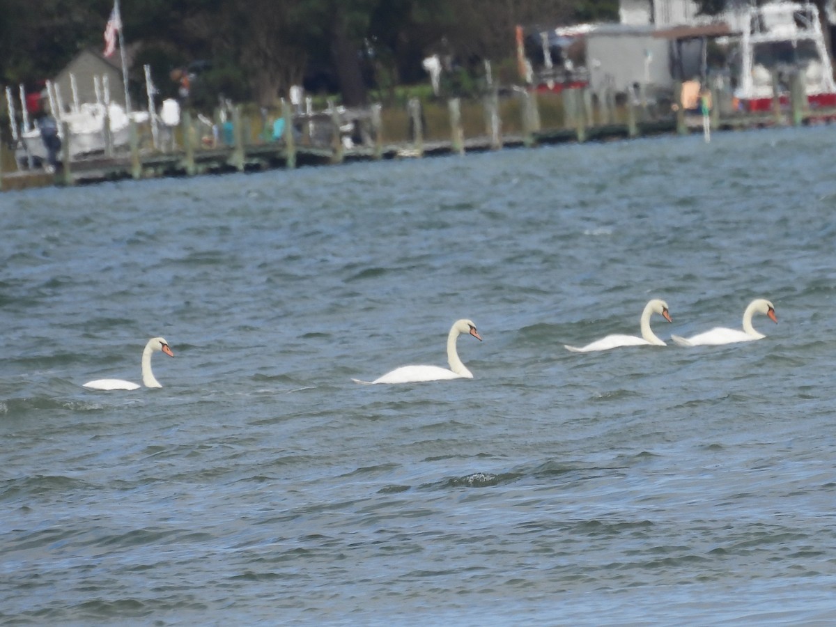 Mute Swan - ML643256107