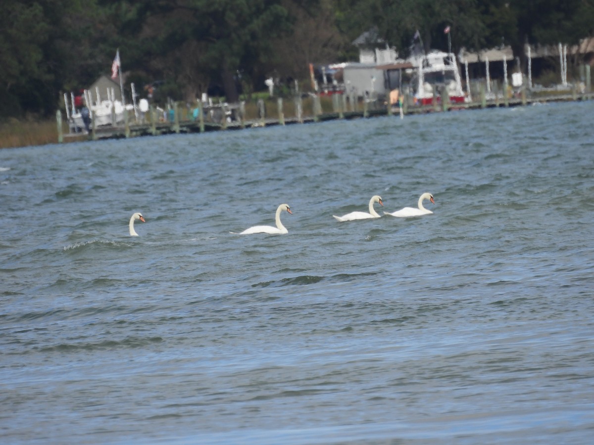 Mute Swan - ML643256108