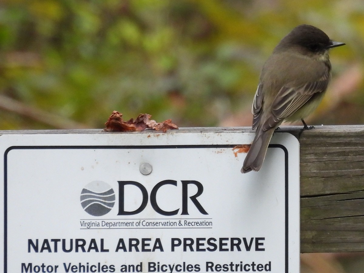 Eastern Phoebe - ML643256126