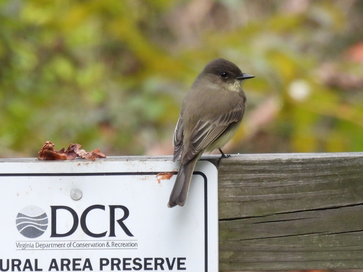 Eastern Phoebe - ML643256127