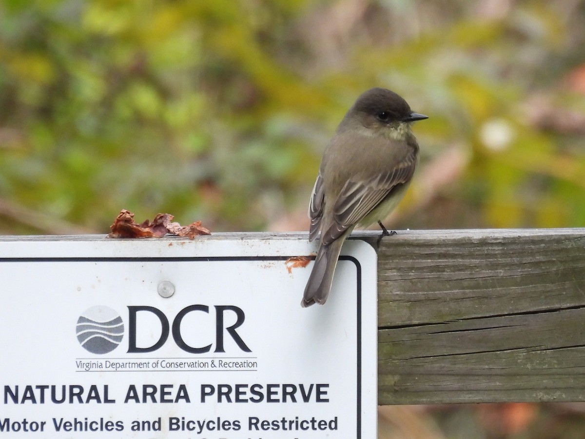 Eastern Phoebe - ML643256128