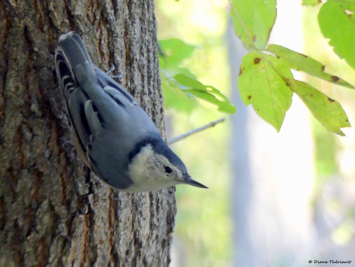 White-breasted Nuthatch - ML643256130