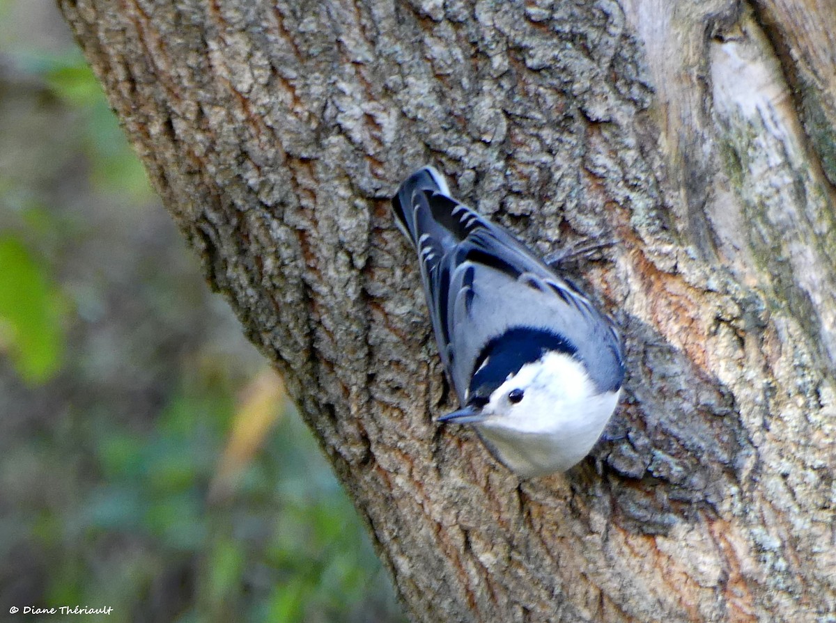 White-breasted Nuthatch - ML643256131