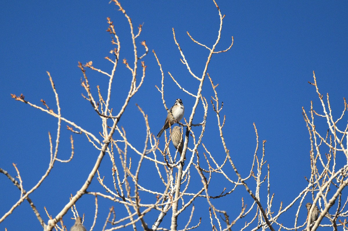 Lark Sparrow - ML643256132