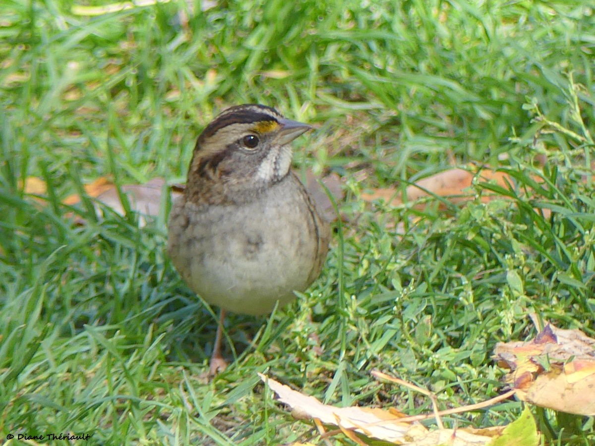White-throated Sparrow - ML643256154