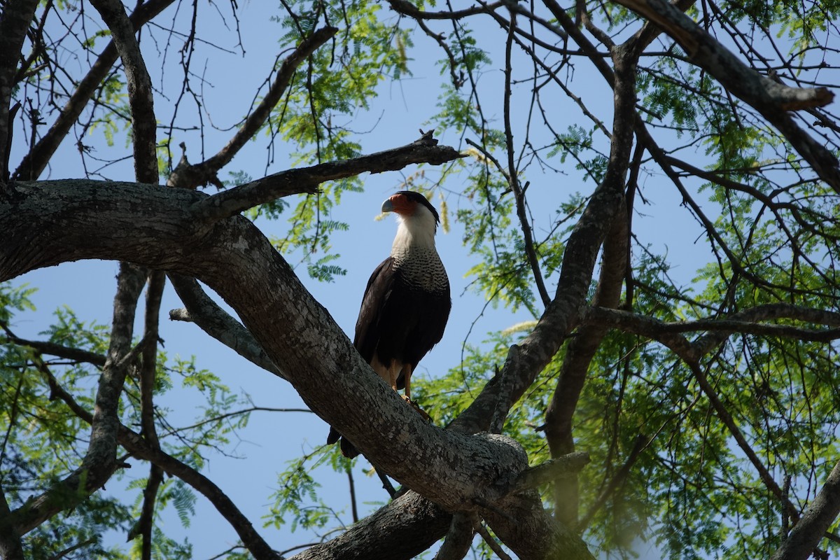 Crested Caracara - ML643256155