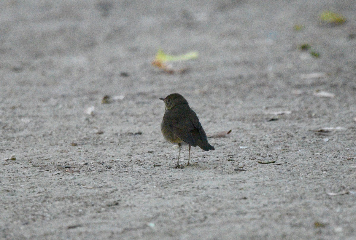 Swainson's Thrush - ML643256188