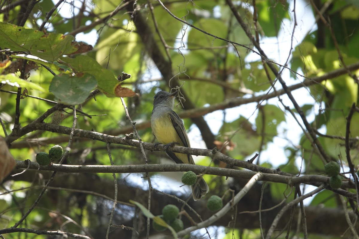 Sooty-crowned Flycatcher - ML643256192