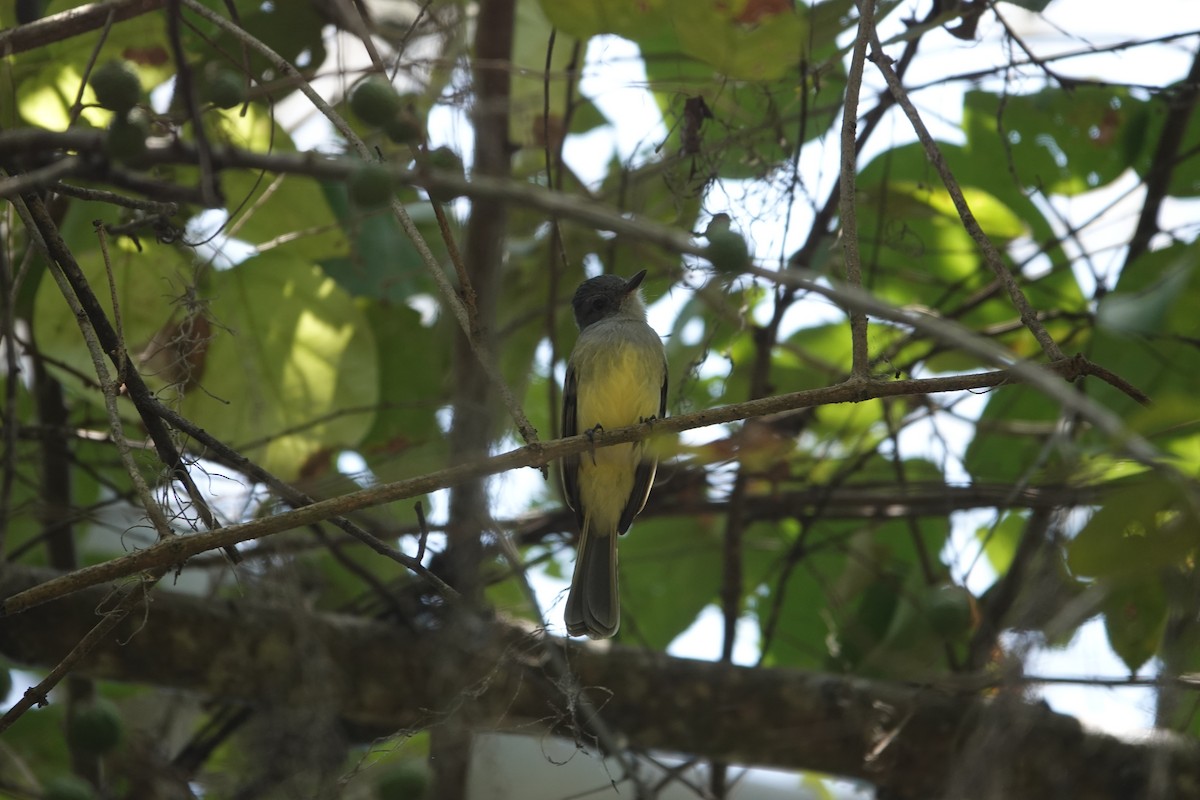 Sooty-crowned Flycatcher - ML643256203