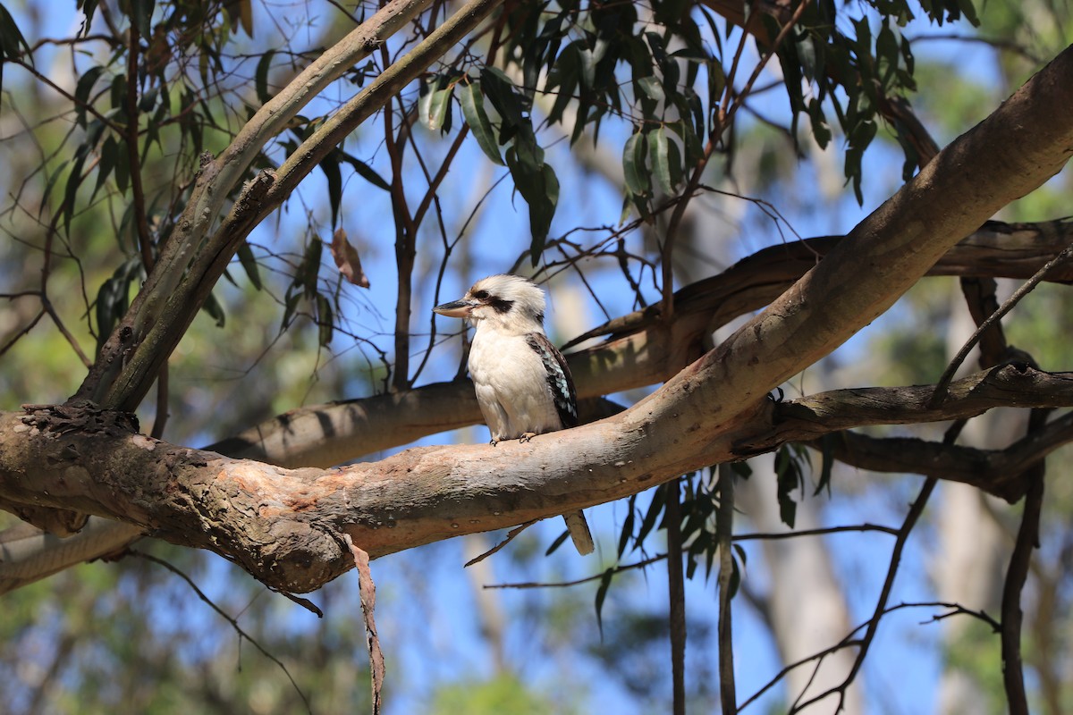 Laughing Kookaburra - ML643256210