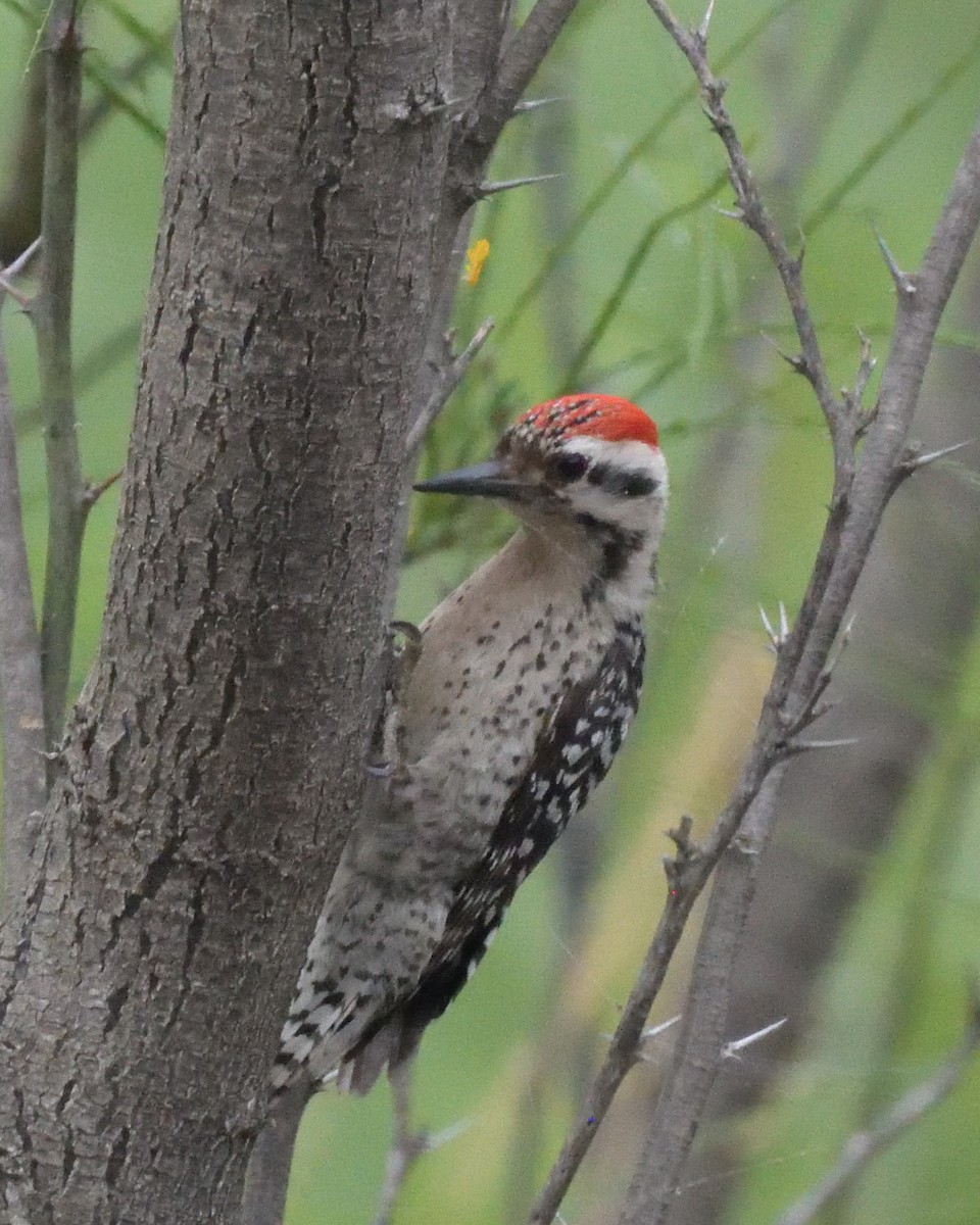 Ladder-backed Woodpecker - ML643256216