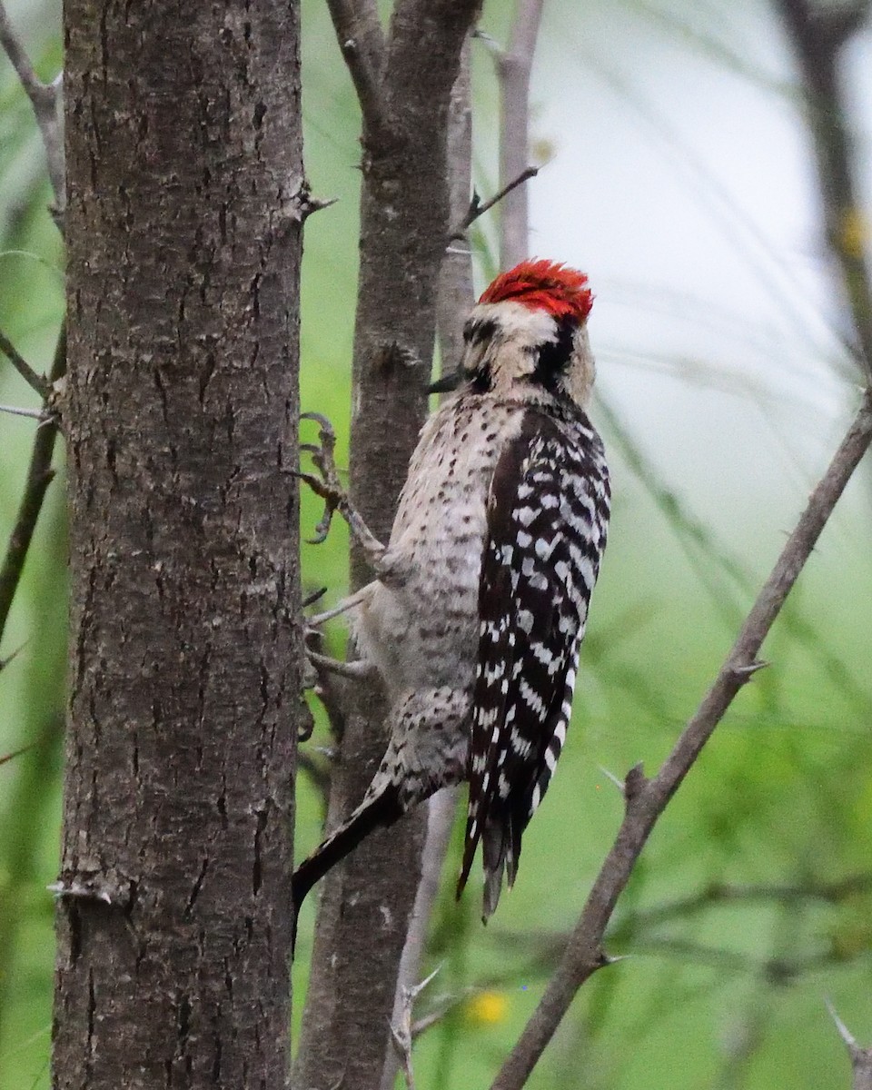 Ladder-backed Woodpecker - ML643256218