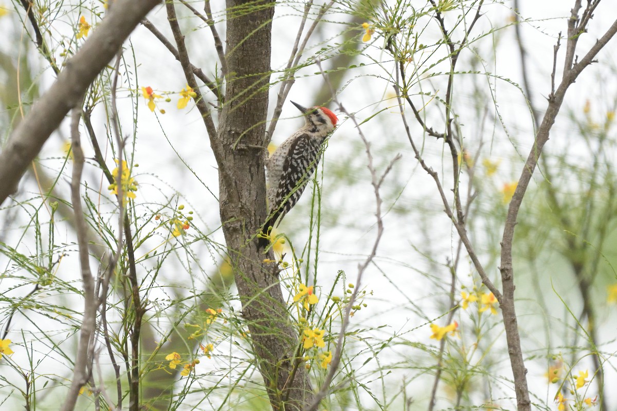 Ladder-backed Woodpecker - ML643256219