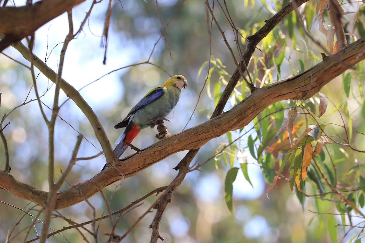 Pale-headed Rosella - ML643256220