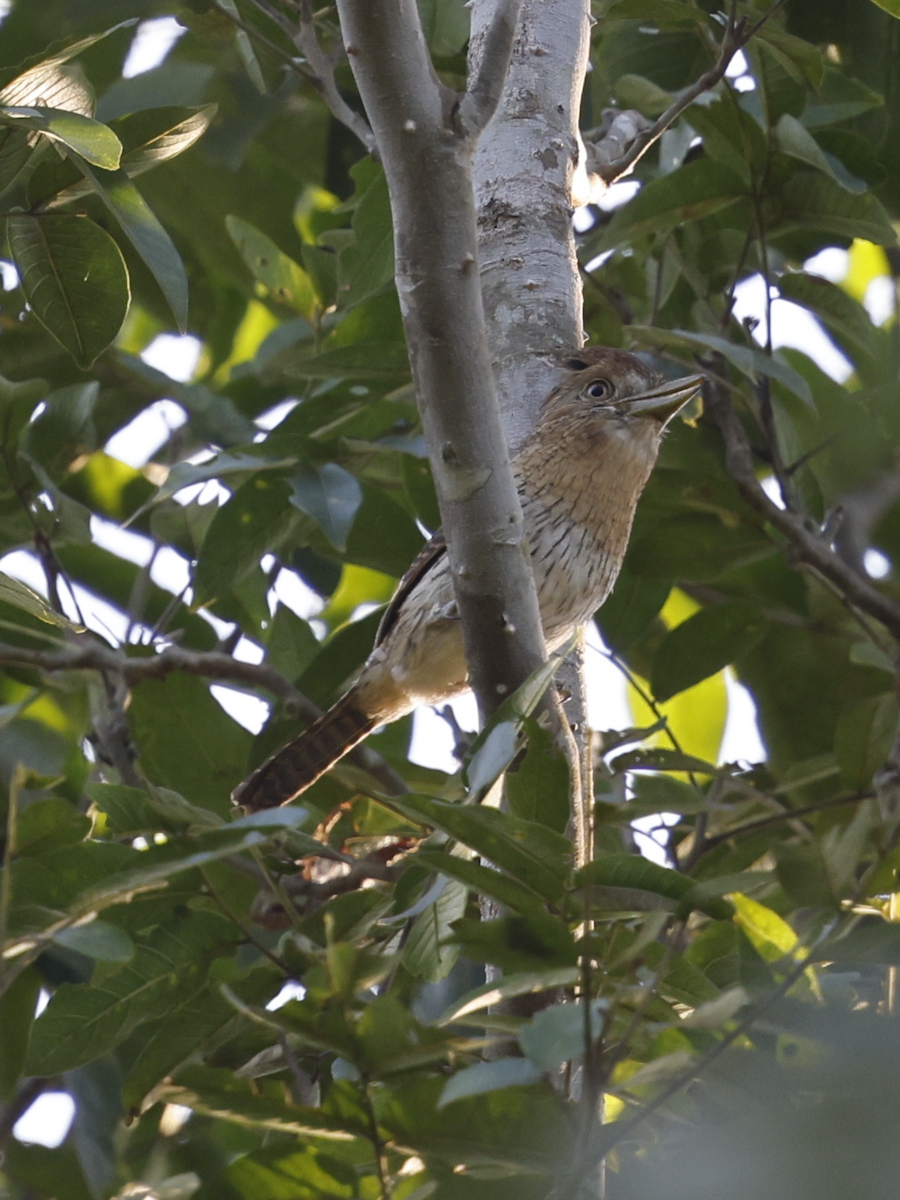 Western Striolated-Puffbird - ML643256227