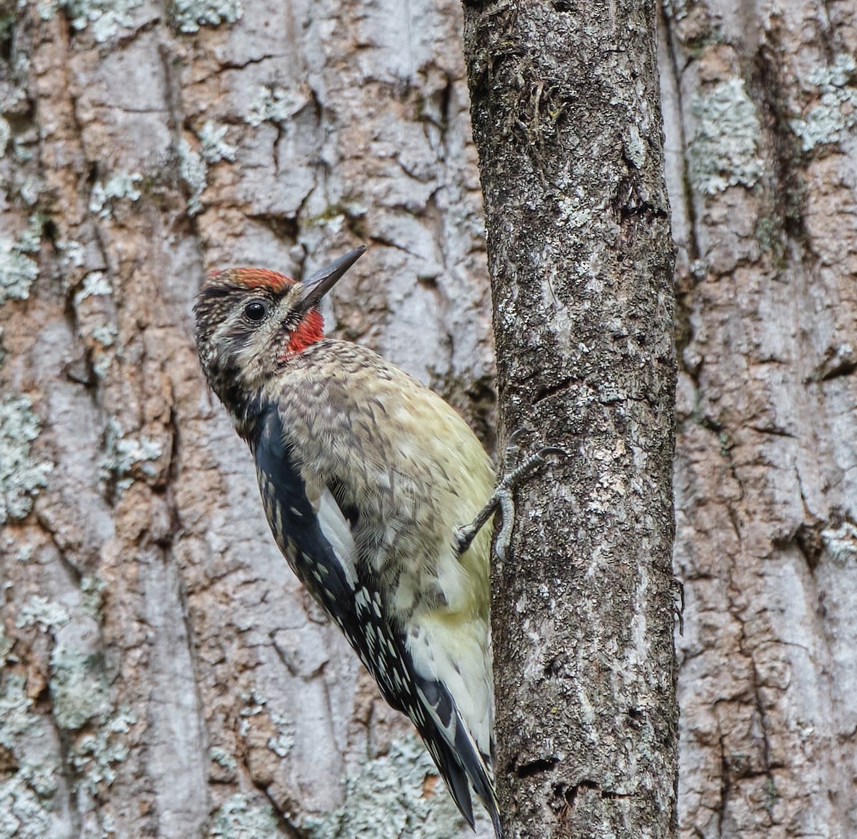 Yellow-bellied Sapsucker - ML643256254