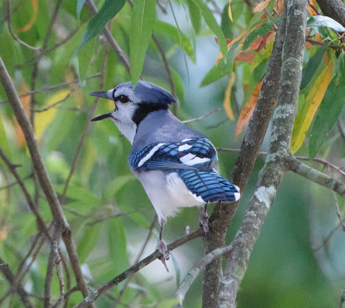 Blue Jay - ML643256274