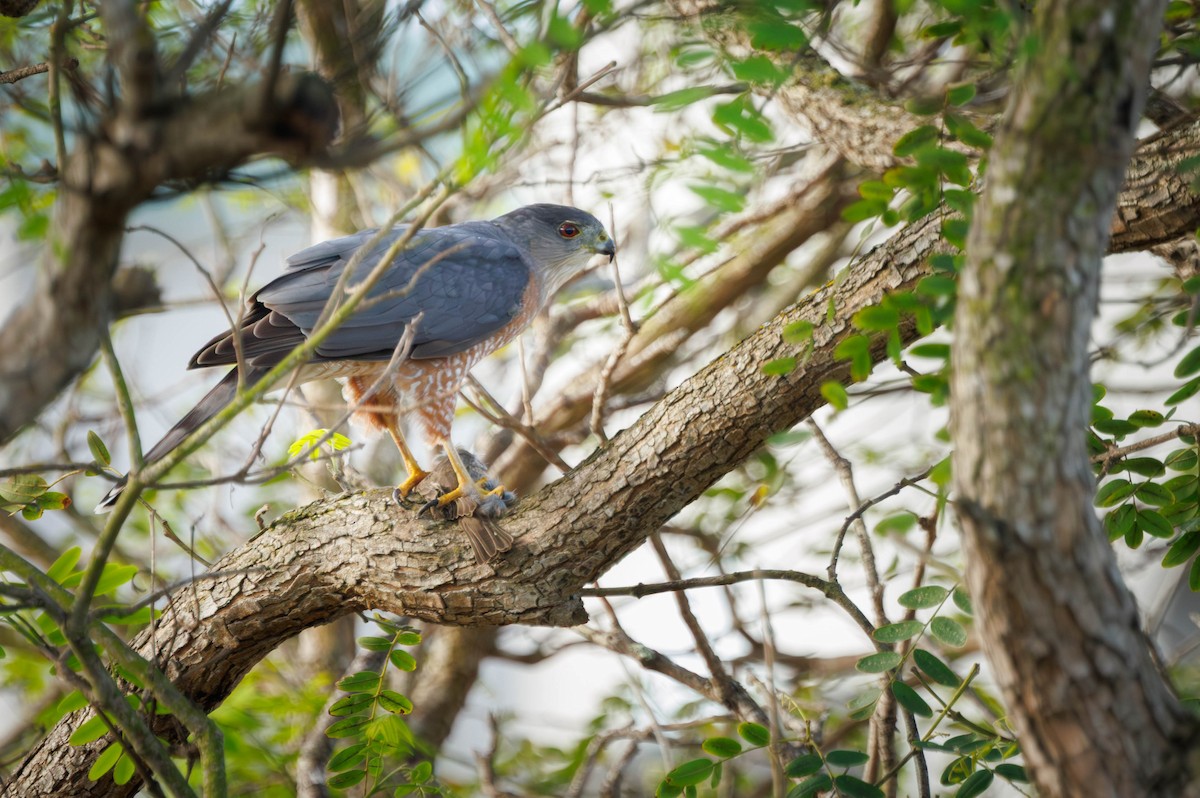 Cooper's Hawk - ML643256276