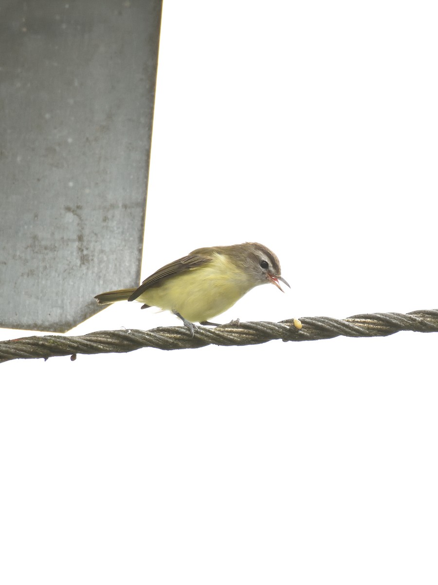 Braunkappenvireo - ML643256279