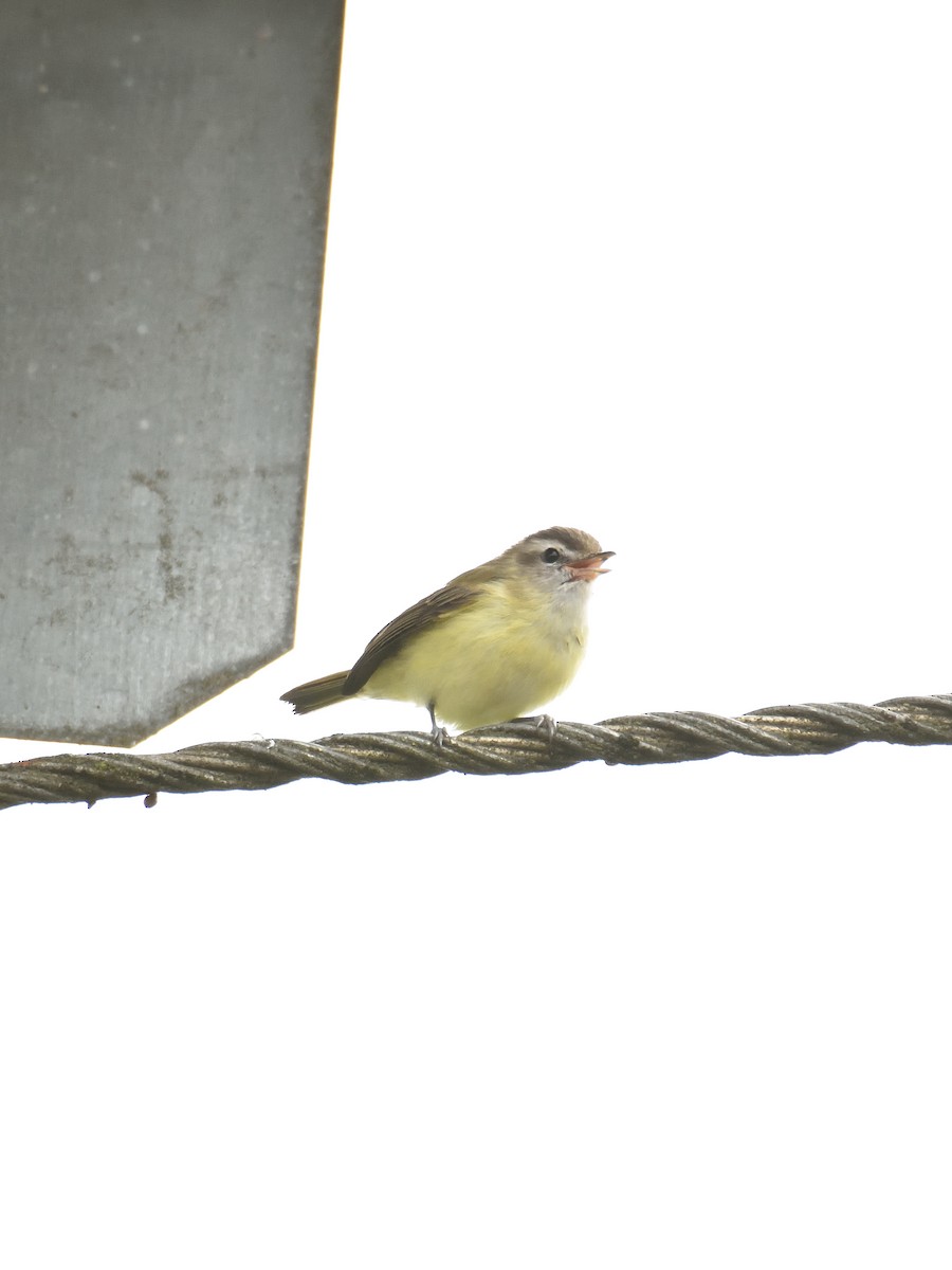 Braunkappenvireo - ML643256282