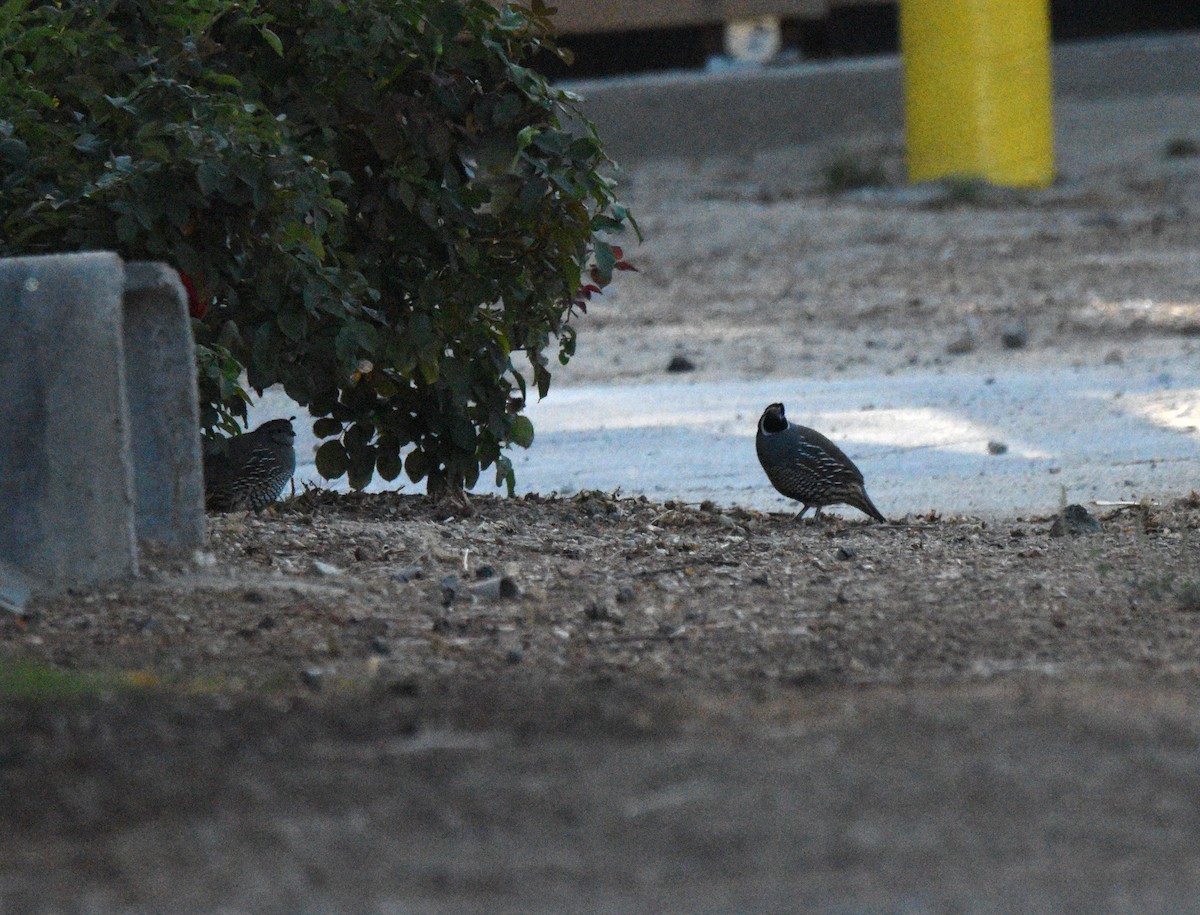 California Quail - ML643256286