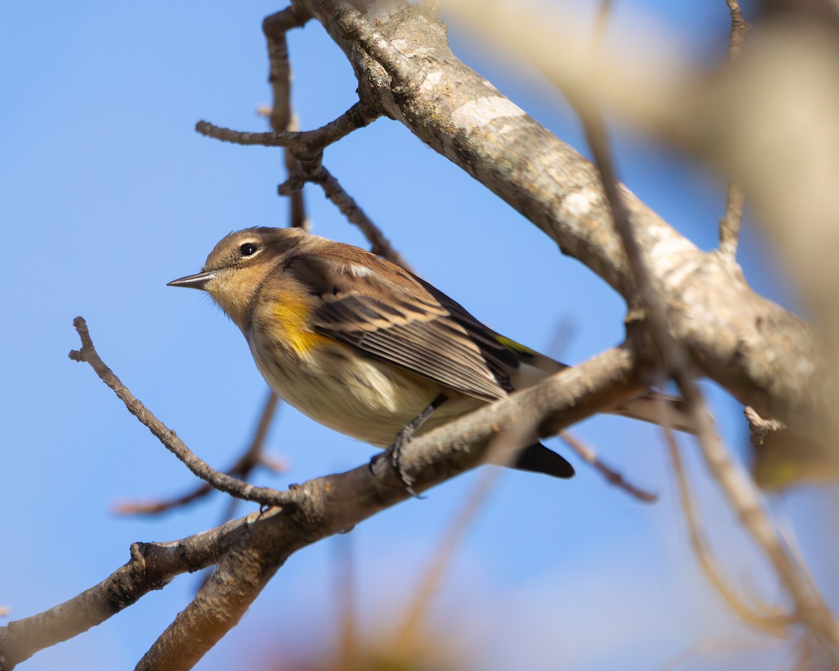 Yellow-rumped Warbler - ML643256287