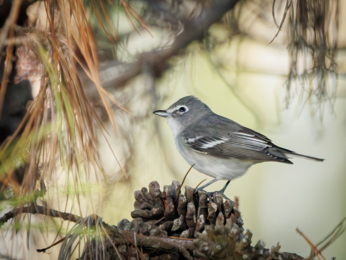 Plumbeous Vireo - ML643256293