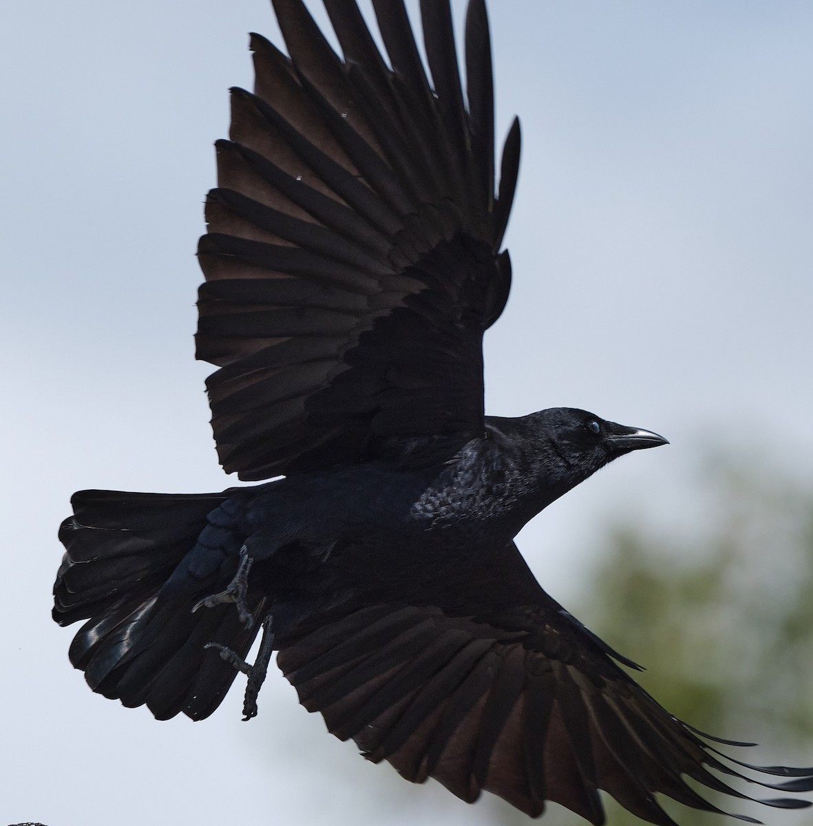 American Crow - ML643256294