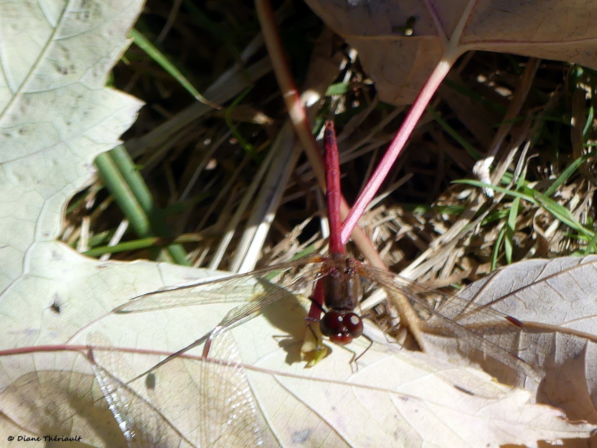 Insects - ML643256295