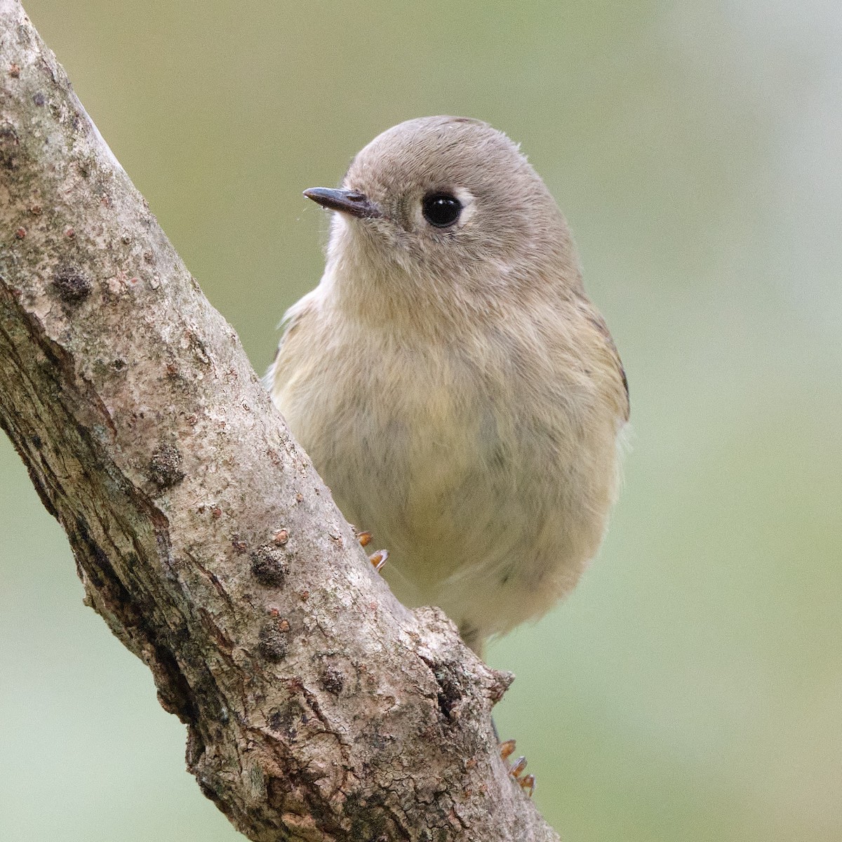 Ruby-crowned Kinglet - ML643256300