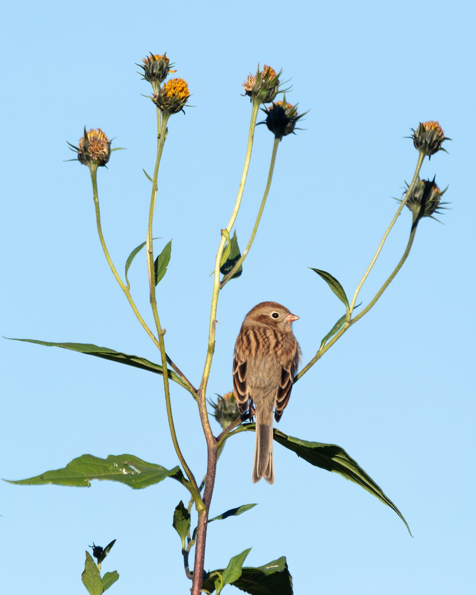 Field Sparrow - ML643256301