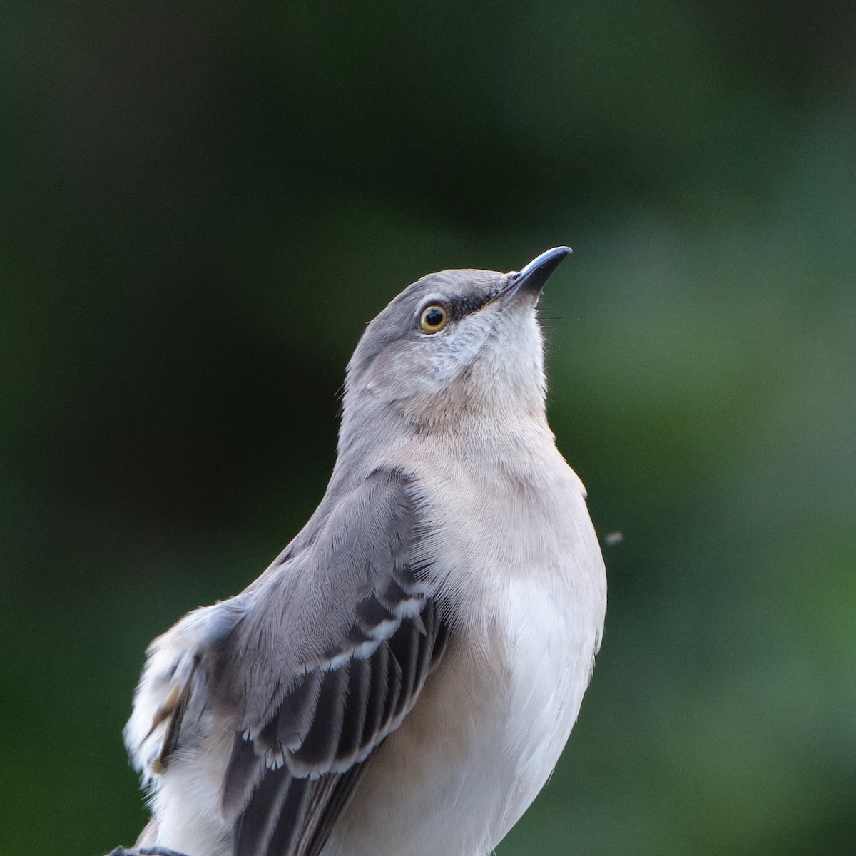 Northern Mockingbird - ML643256304