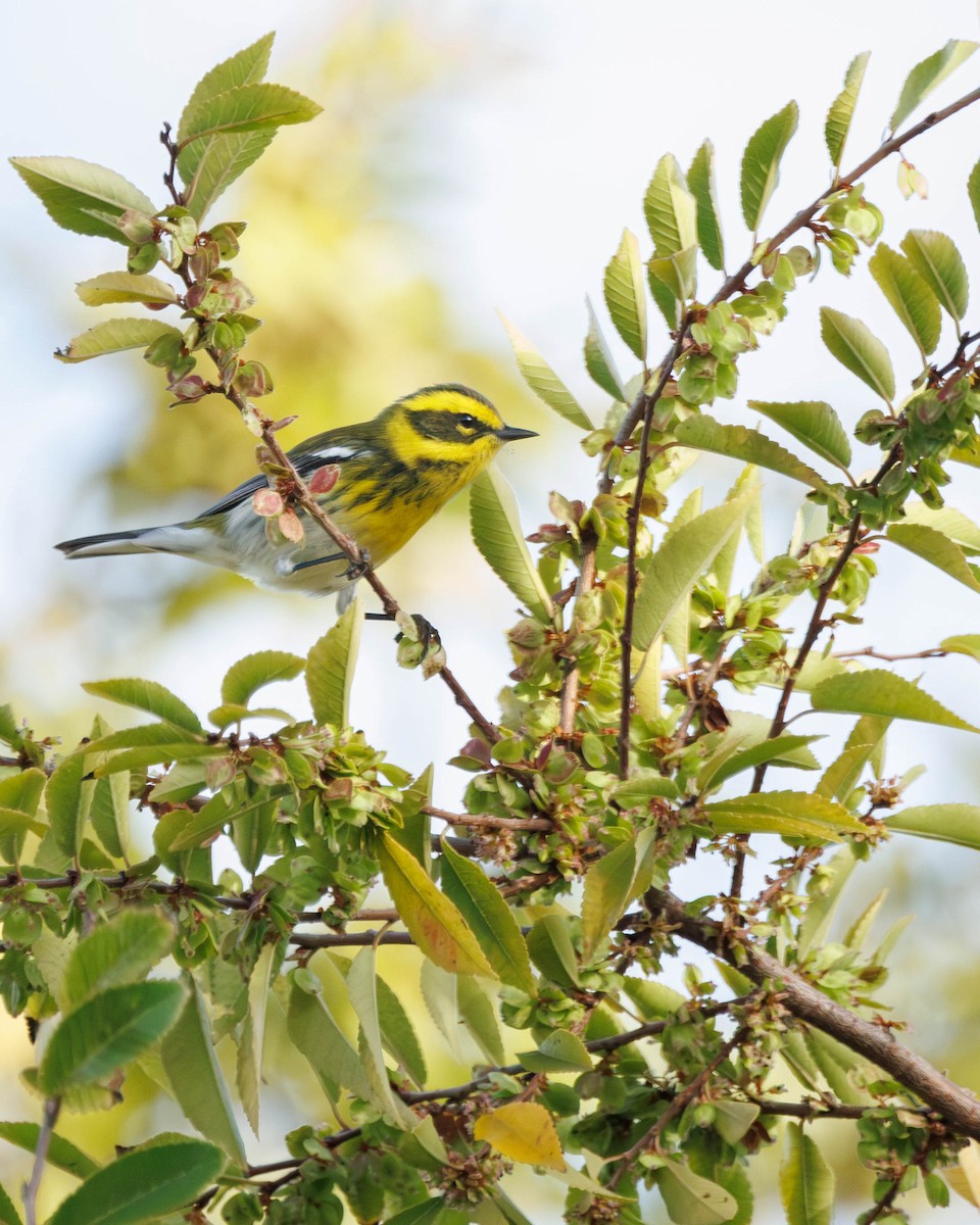 Townsend's Warbler - ML643256307